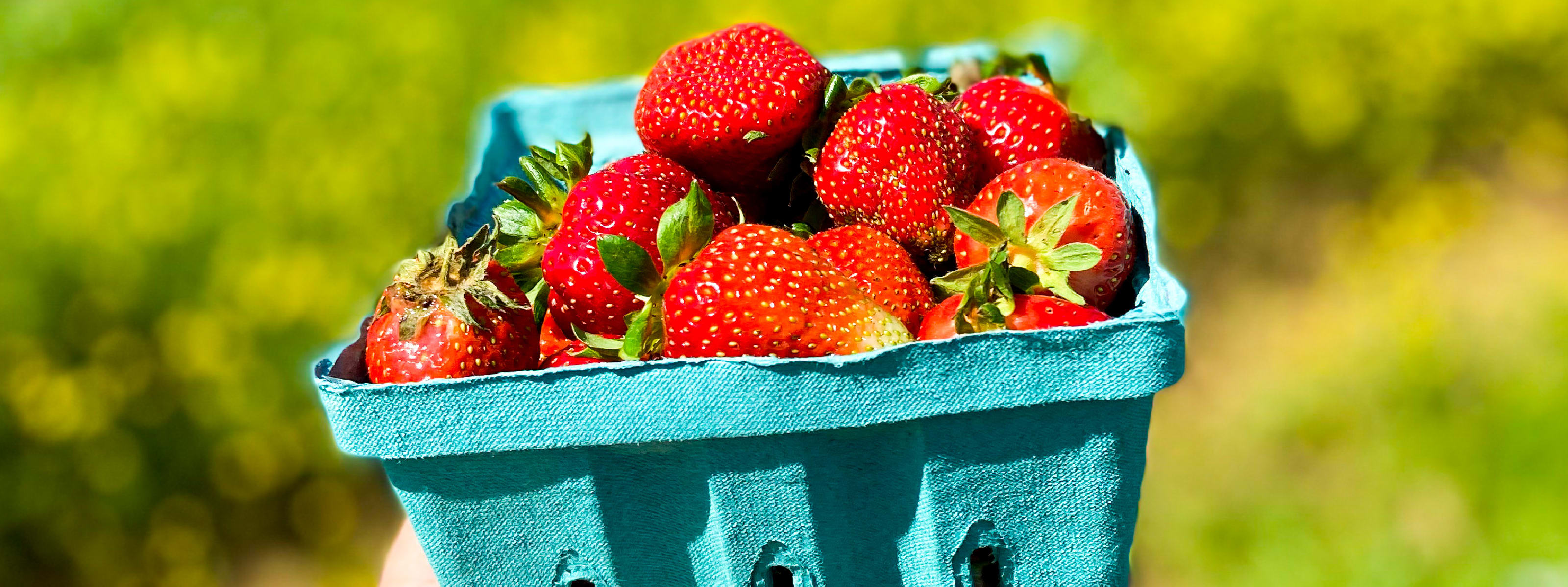 Picking strawberries