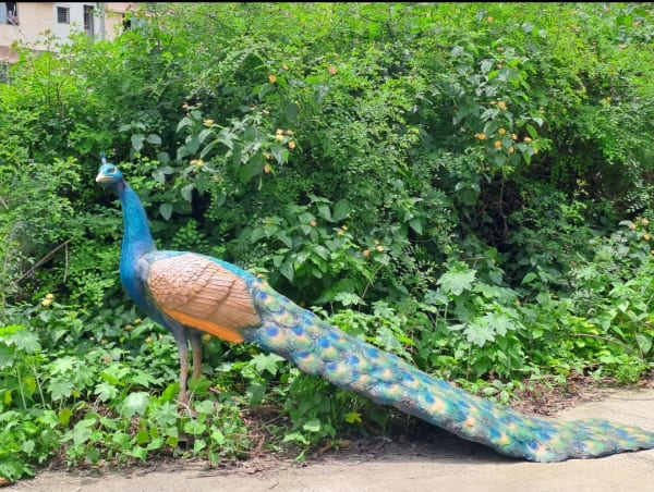 Peacock by SDM ART