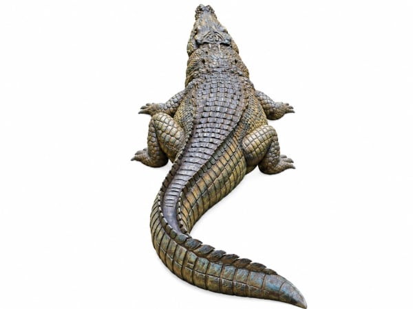 Crocodile by SDM ART