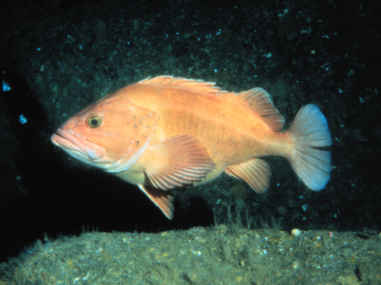 Rockfish