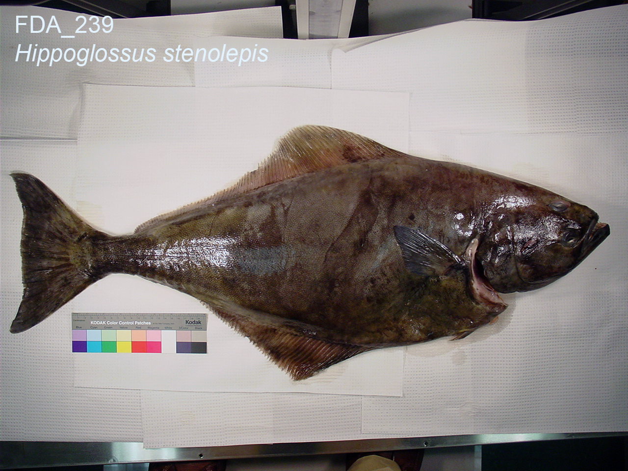 Halibut