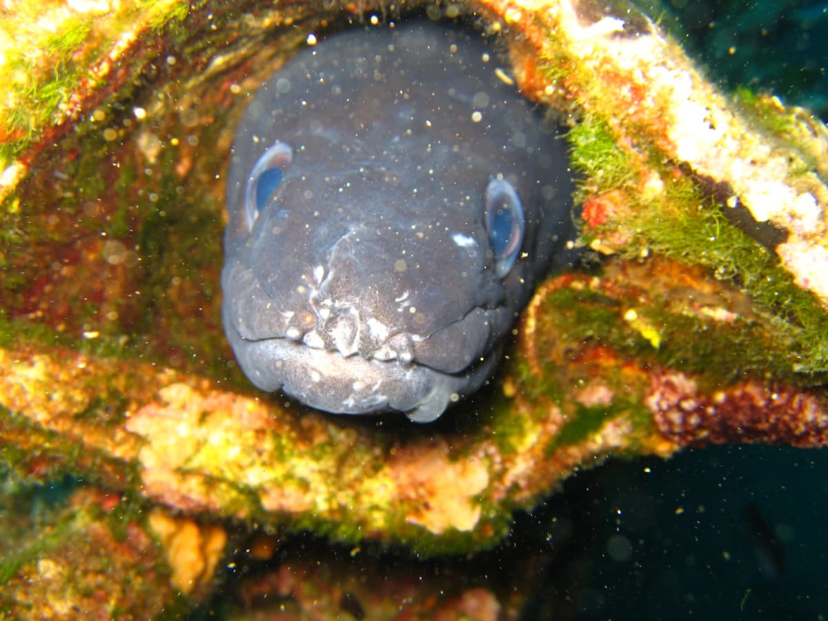 Congrio — Congridae fish