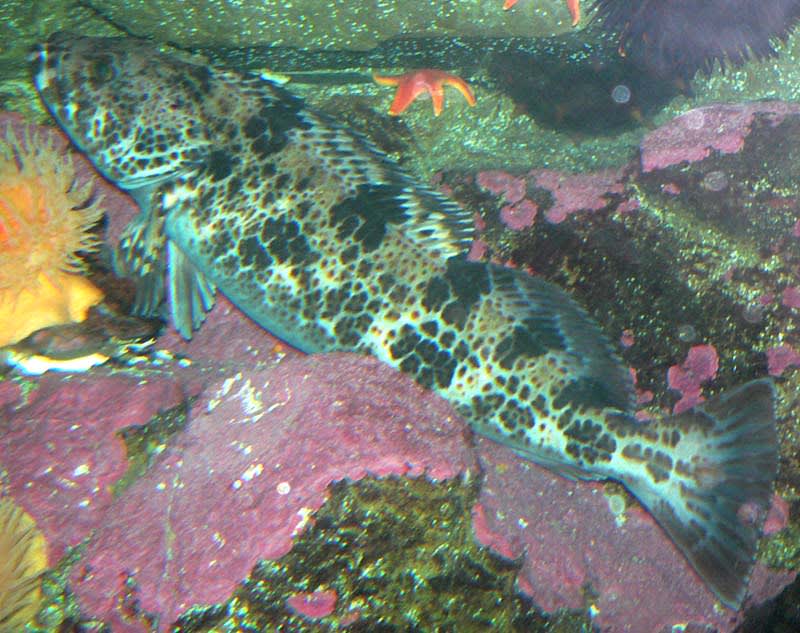 Lingcod — Hexagrammidae fish