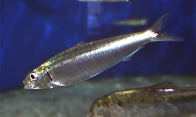 Sardinha