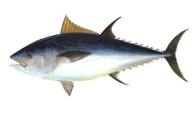 Tuna