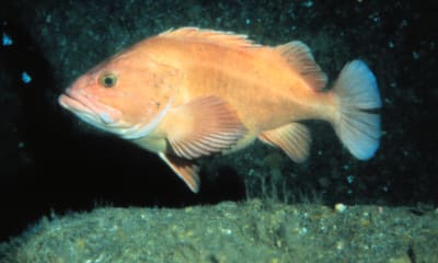 Rockfish