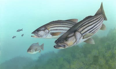 Striped bass