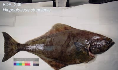 Halibut