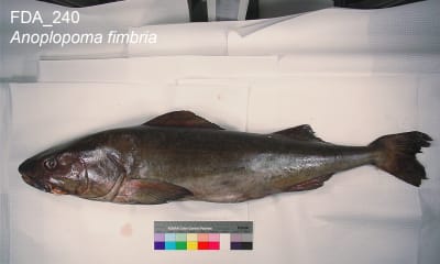 Sablefish