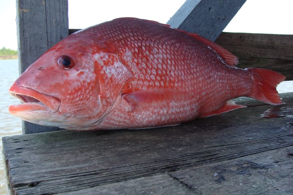 Huachinango — whole Lutjanidae fish