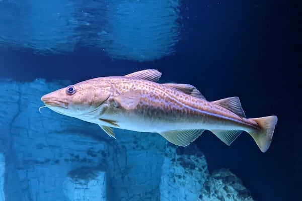 Bacalhau — whole Gadidae fish