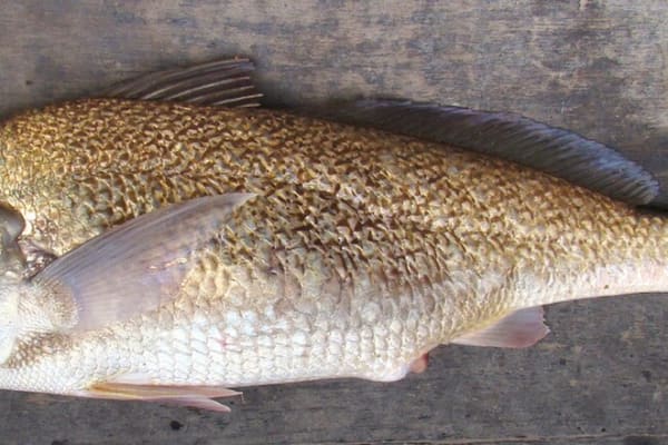 Corvina, also called Corvina — whole Sciaenidae fish