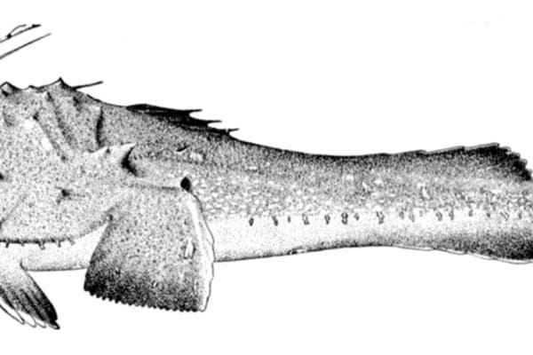 Lotte, also called Lotte — whole Lophiidae fish