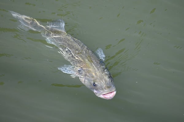 Loup de mer — whole Moronidae fish
