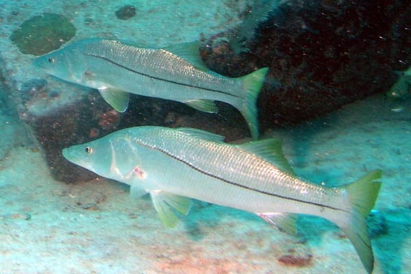 Robalo, also called Robalo — whole Centropomidae fish