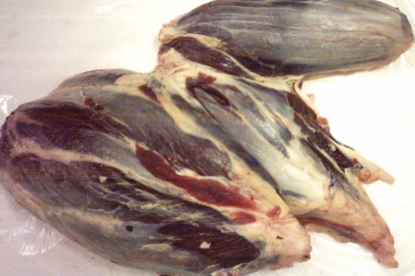 Raw Tortuguita — Beef Round cut