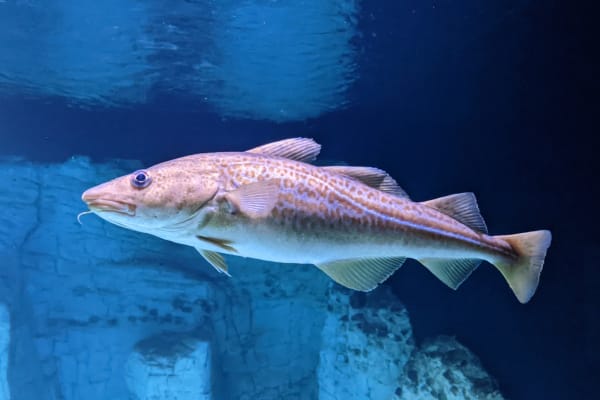 Cabillaud — whole Gadidae fish