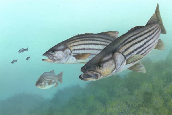 Striped bass — whole Moronidae fish