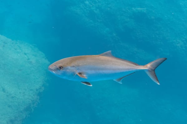 Ricciola — whole Carangidae fish