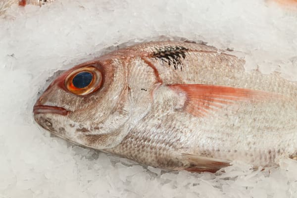 Besugo — whole Sparidae fish