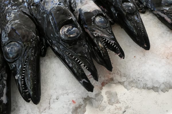 Peixe-espada-preto — whole Trichiuridae fish
