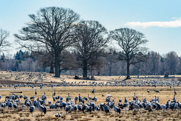 Trandansen – 2 dagar