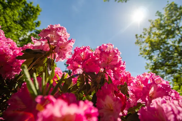 Bremen Rhododendronresa