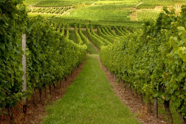 Vinskörd Alsace och Champagne