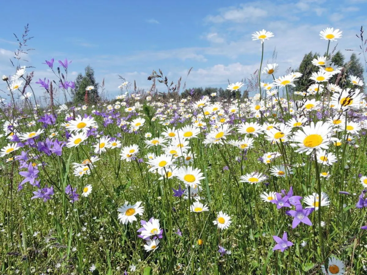 Bergslagen Midsommar