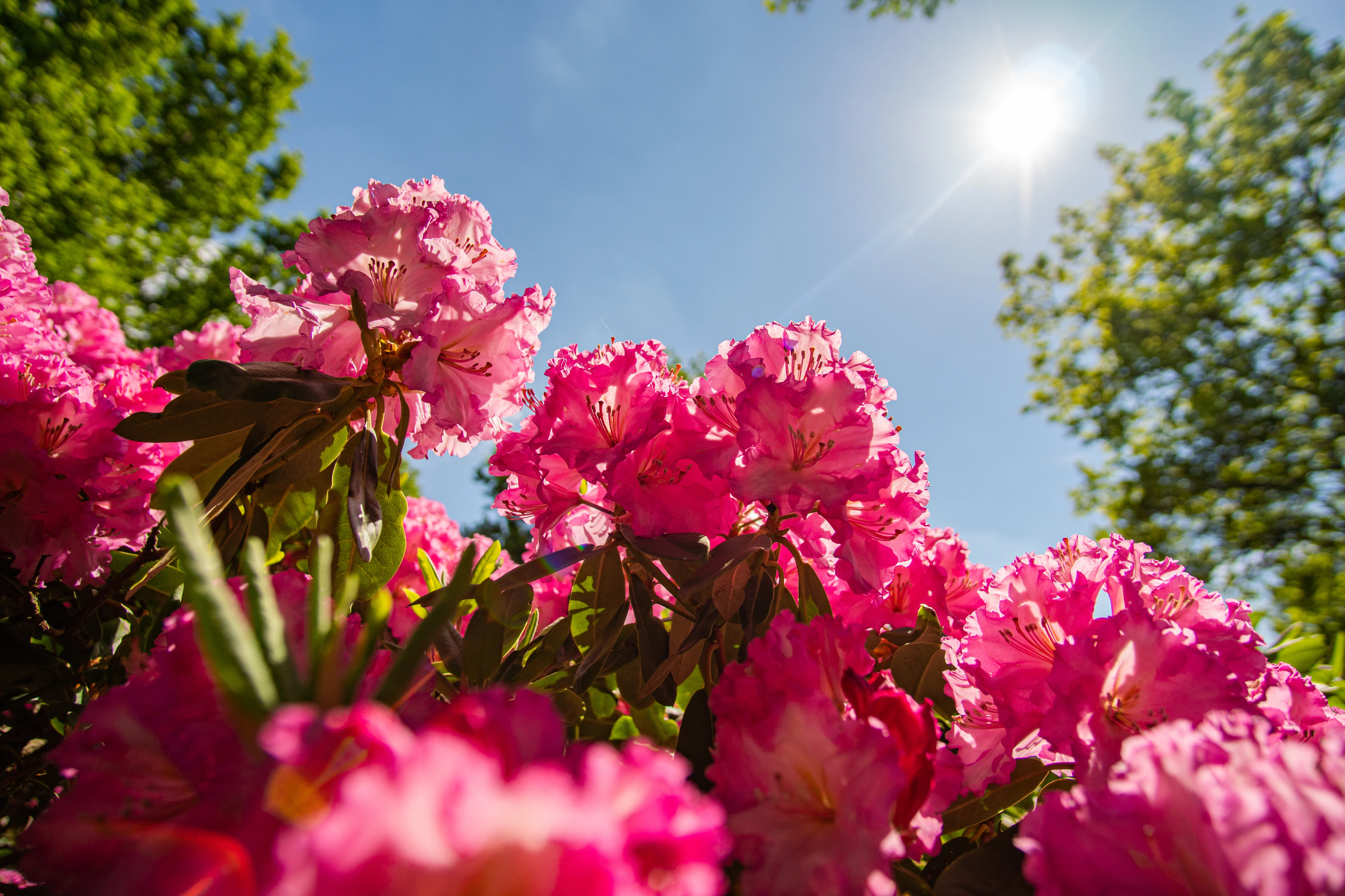 Bremen Rhododendronresa