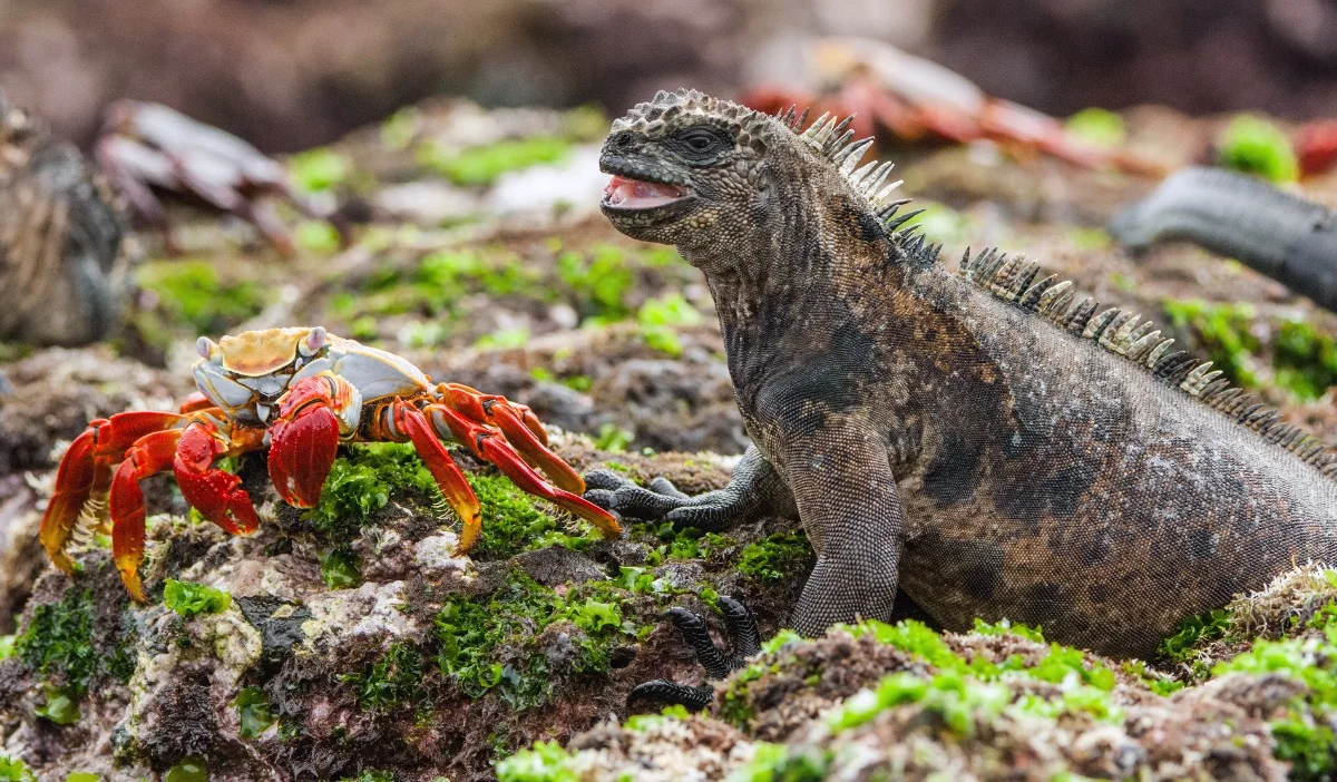 Amazonas & Galápagos