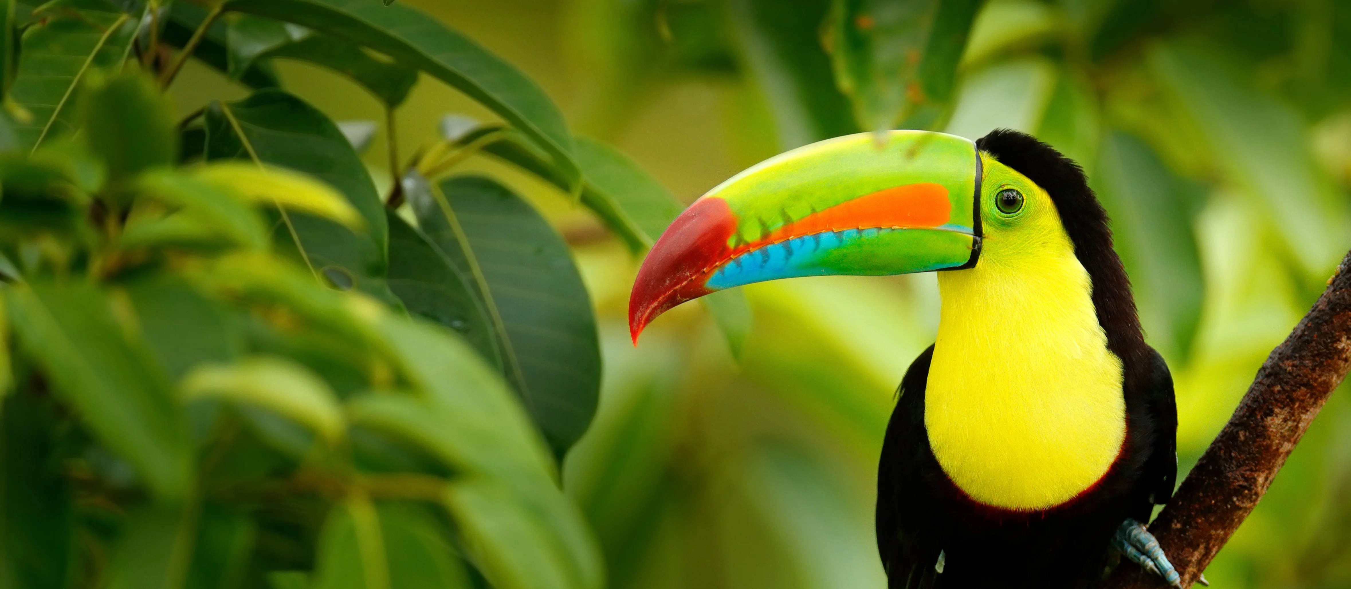 Rolfs Flyg & Bussresor AB