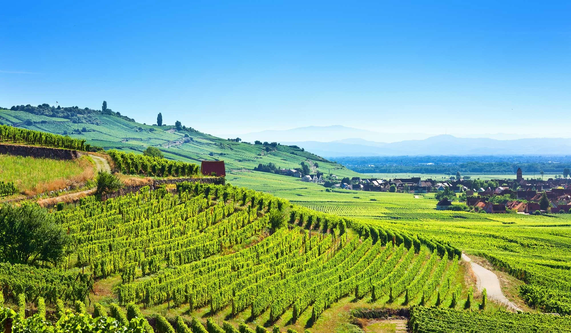 Alsace vinresa