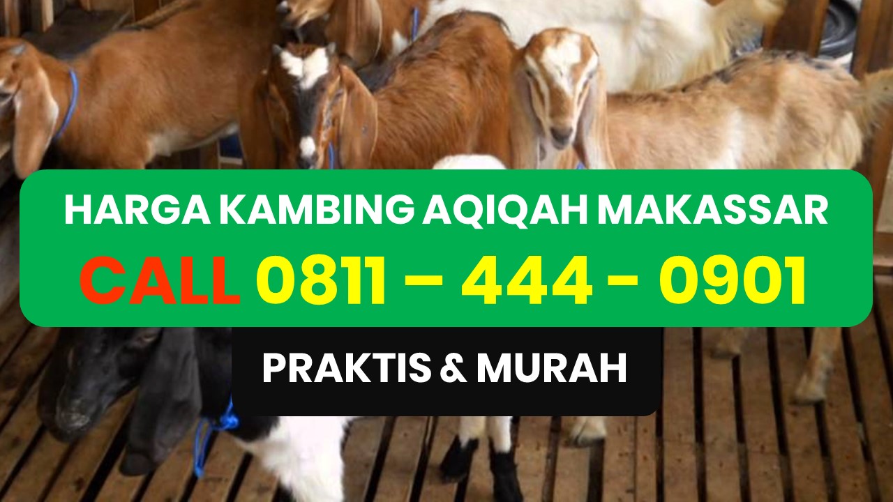 Jasa Akikah Antang Makassar  Call 0811 444 0901 Aqiqah  