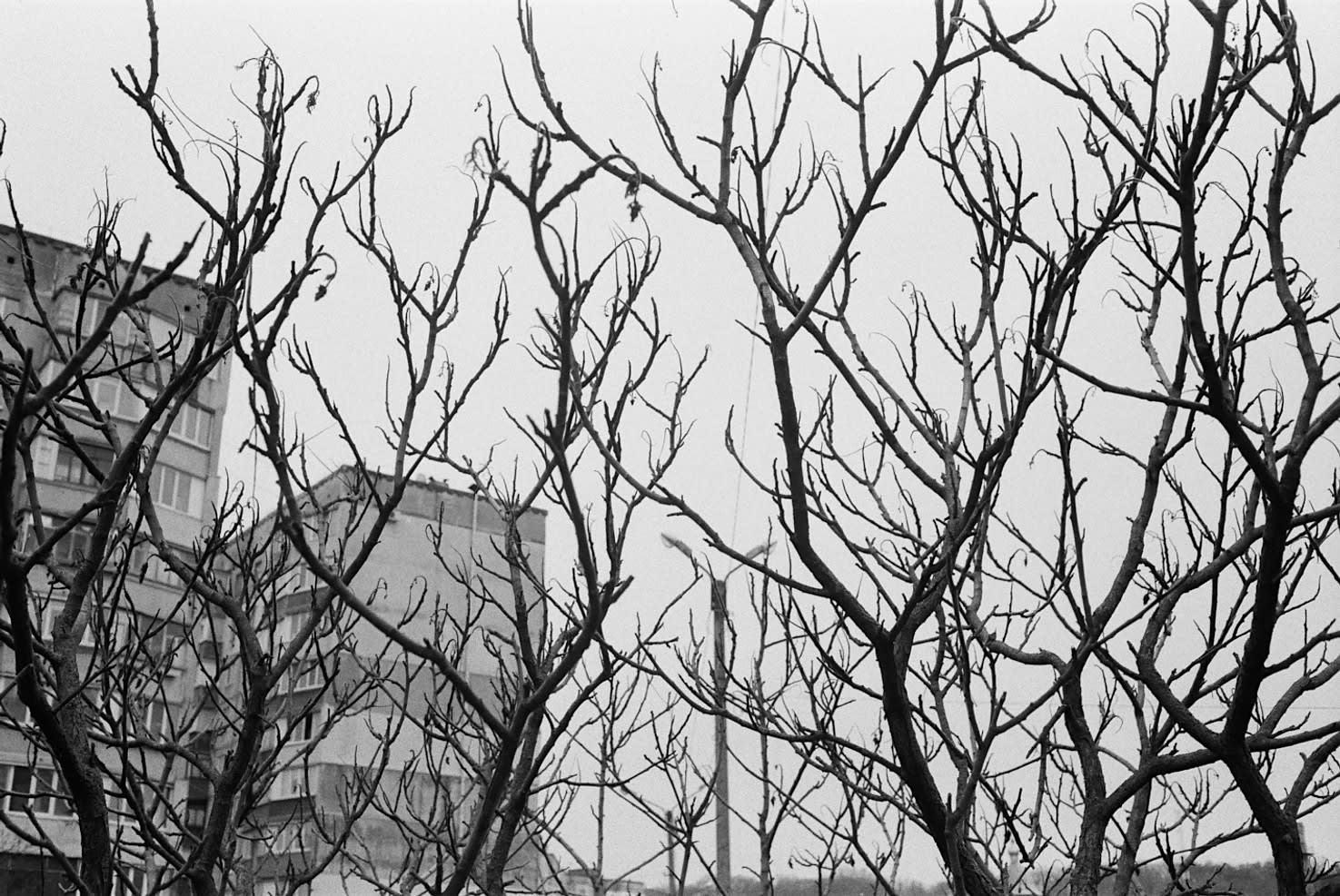 ростуть навіть дерева