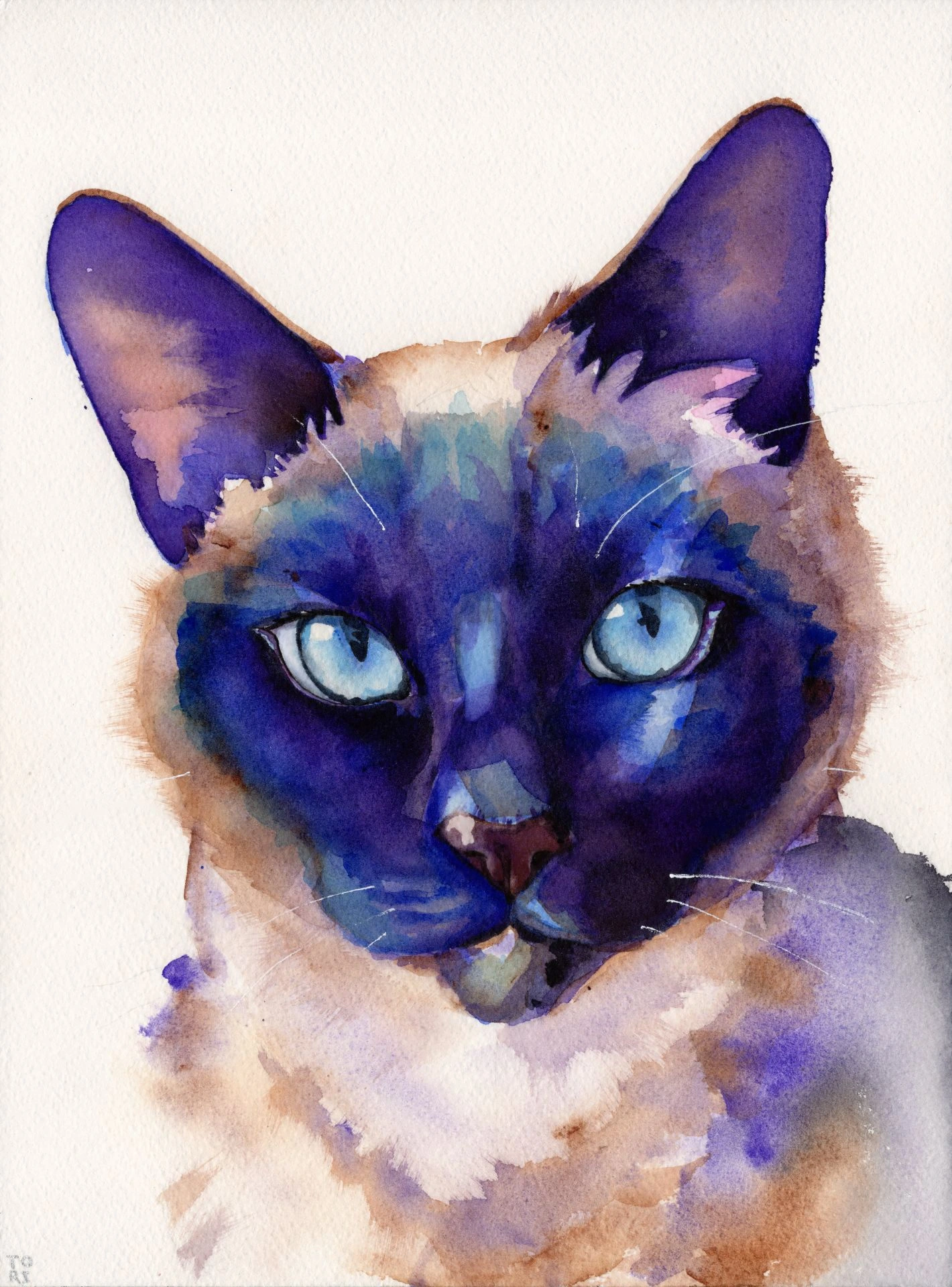 Sakara the Siamese cat
