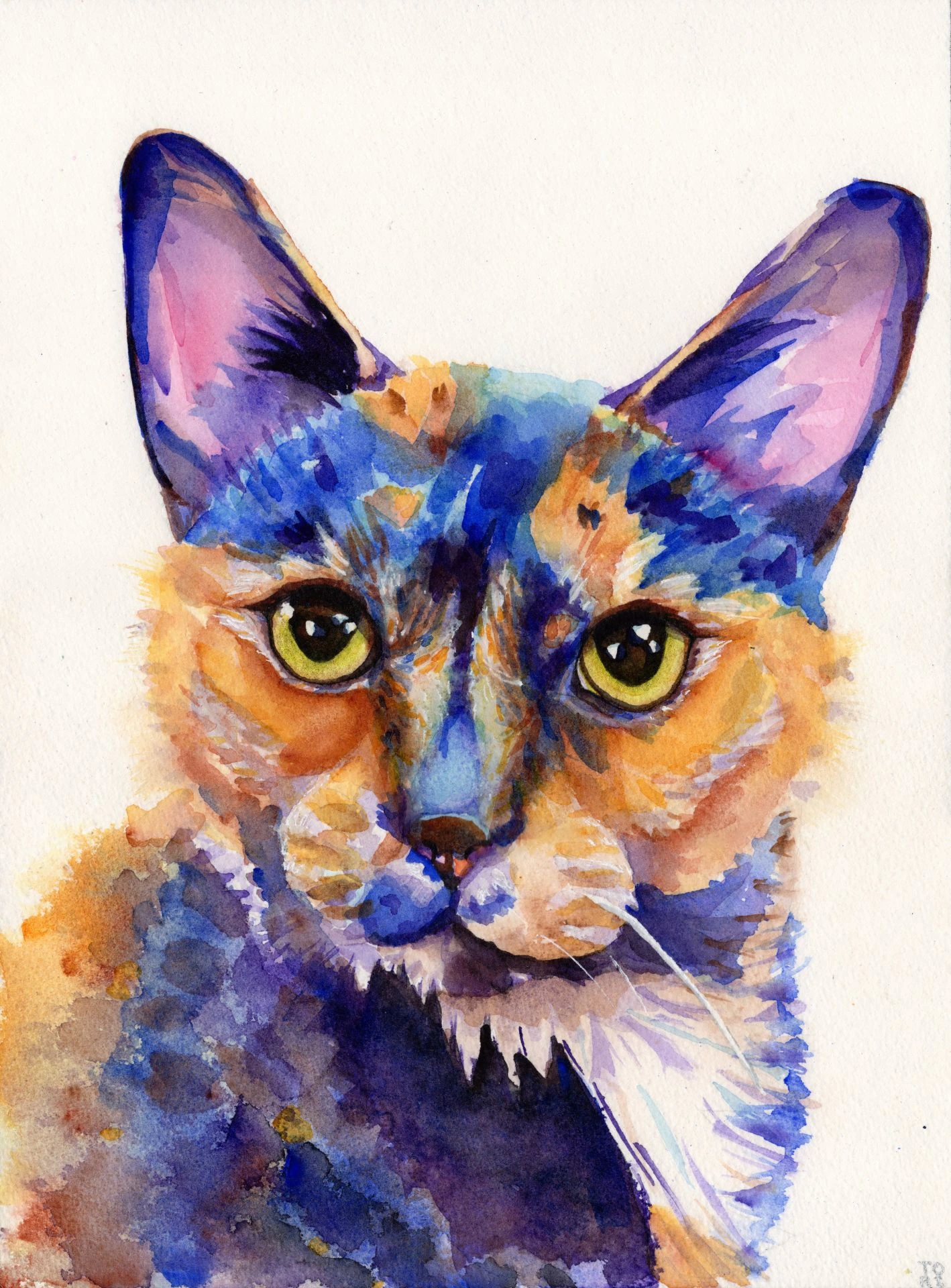 Surry the Calico cat