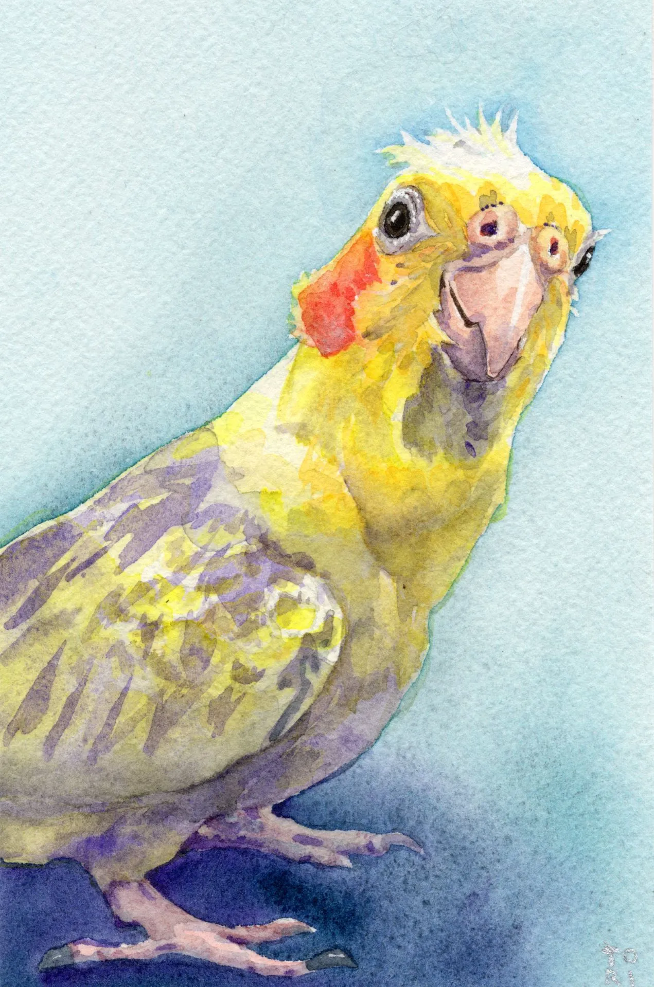 Gracie the Cockatiel