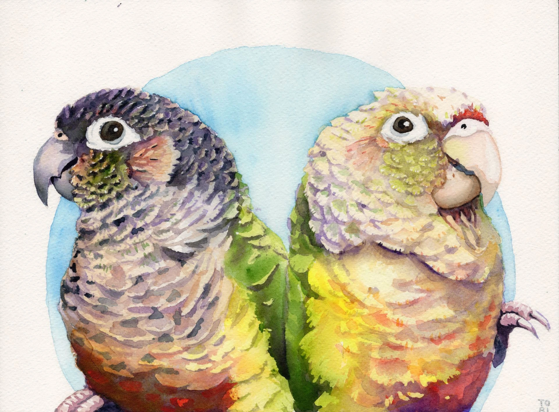 Green Cheek Conures