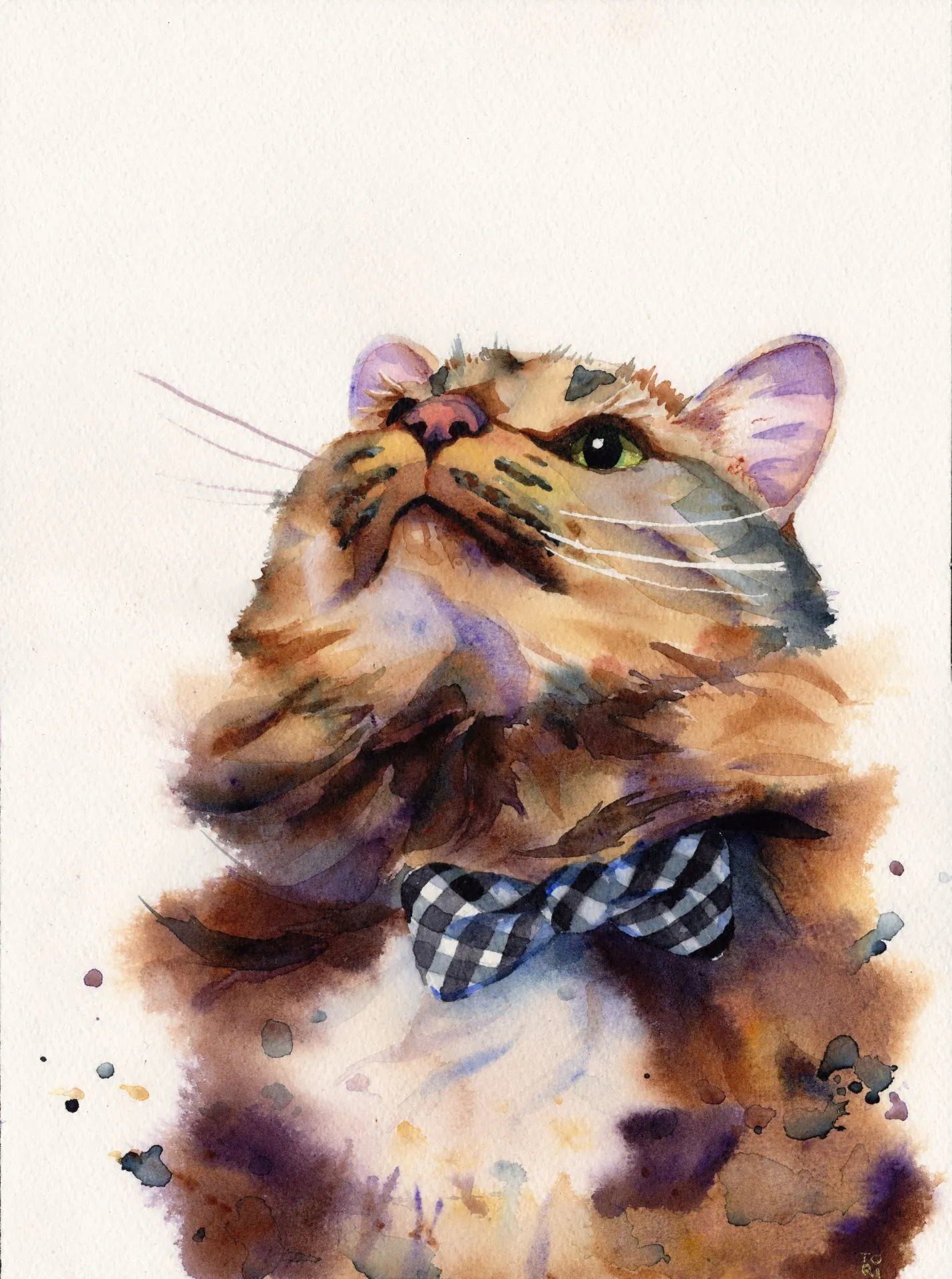 Bowtie Tortoiseshell Cat