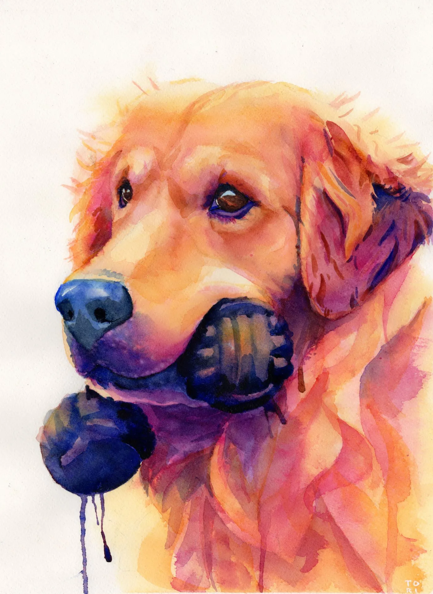 Golden Retriever
