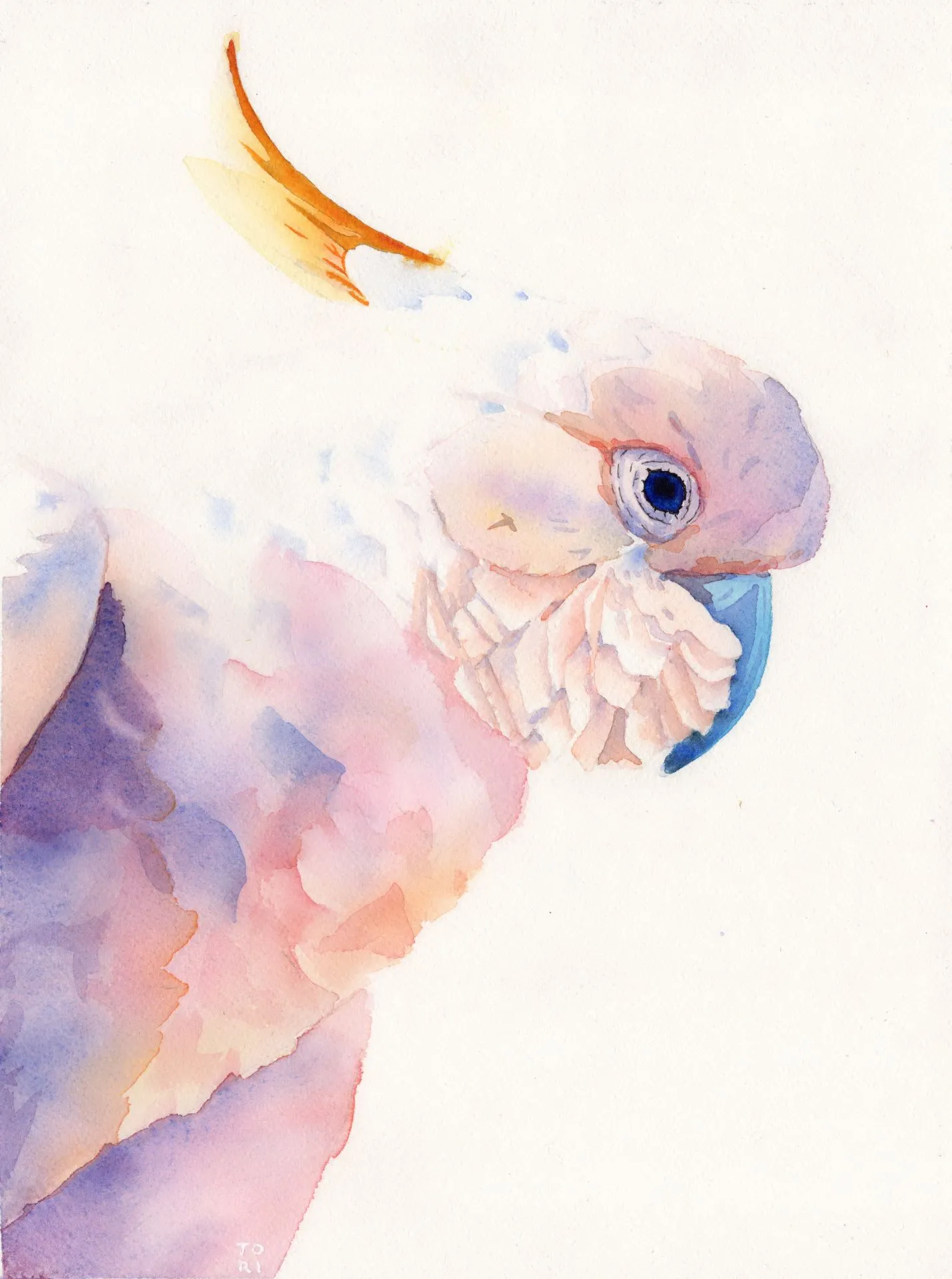 Sunrise Cockatoo