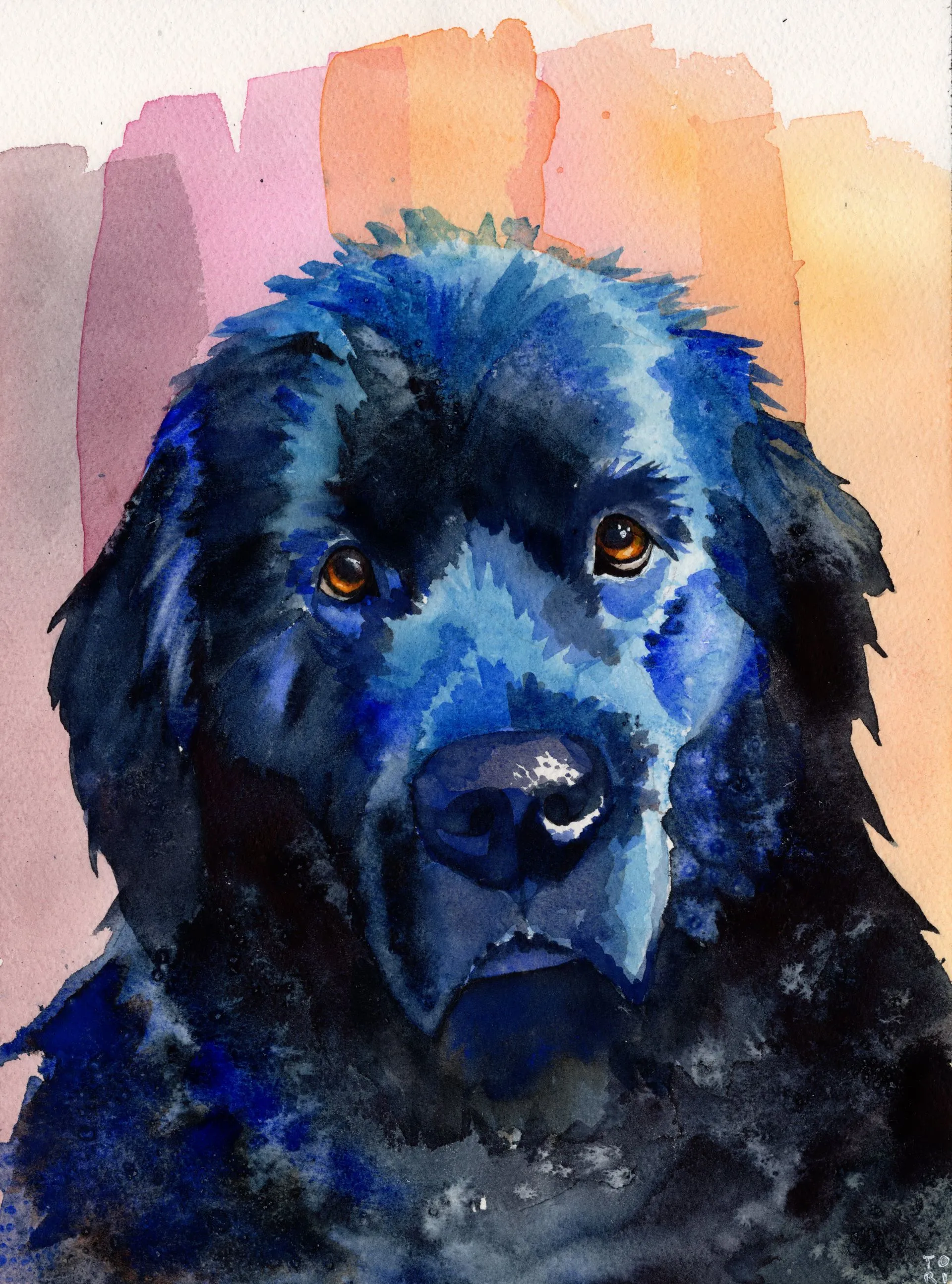 Teddy the Newfoundland