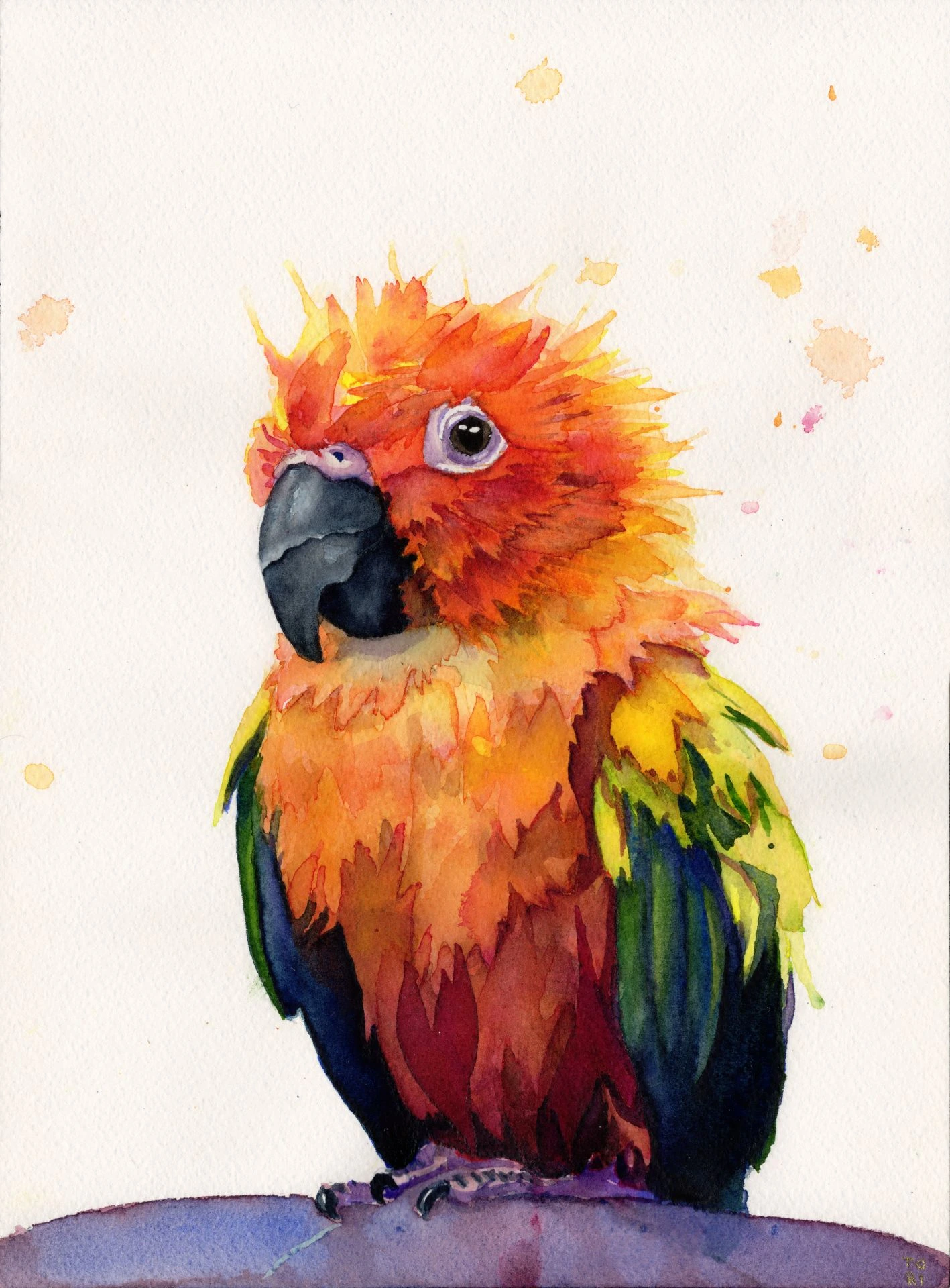 Freshly bathed sun conure