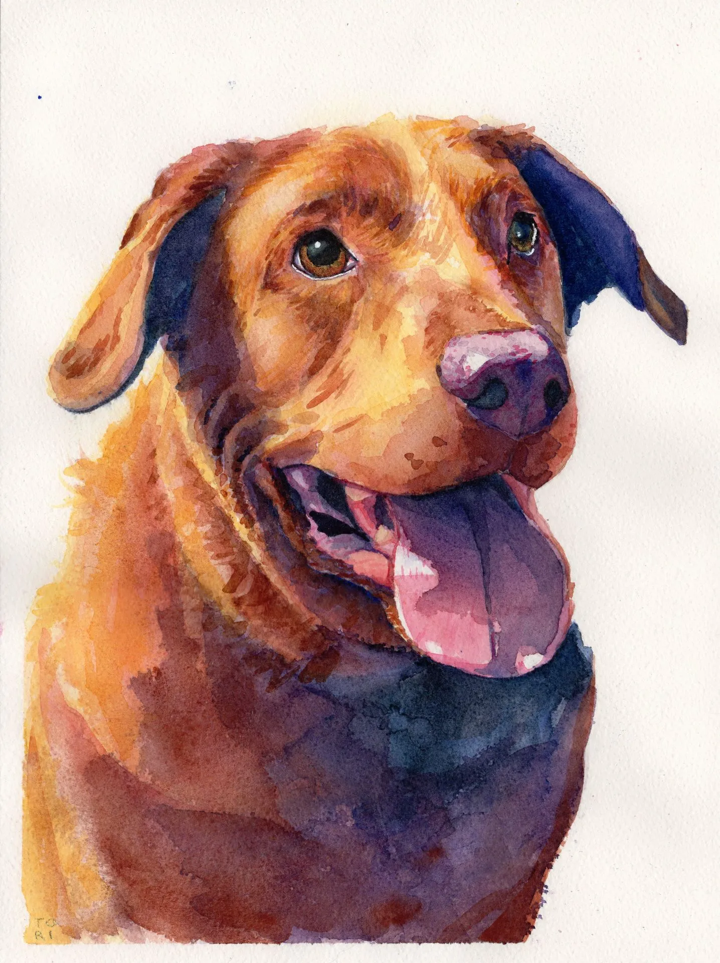 Smiling Chocolate Lab