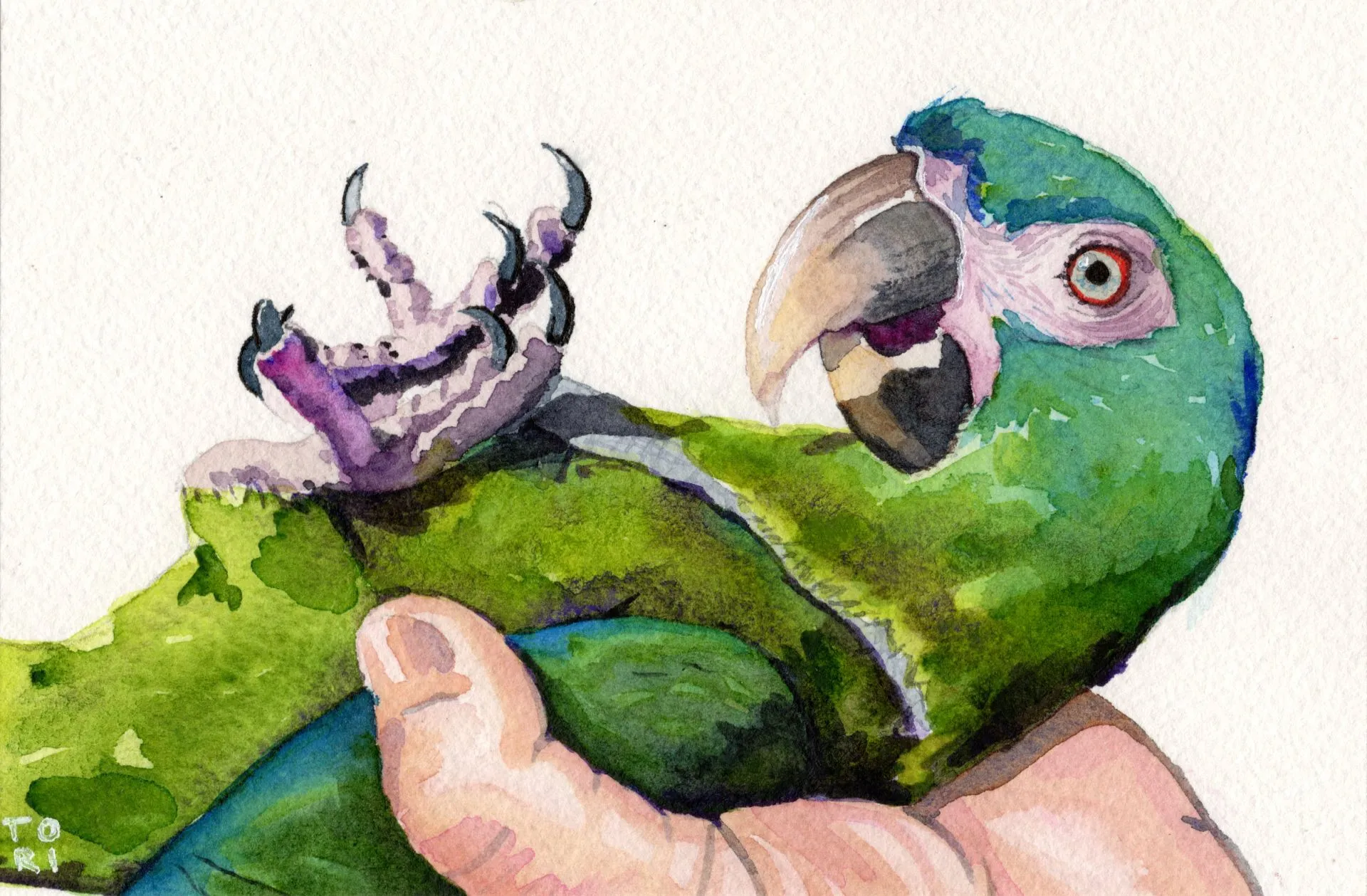 Beloved Macaw
