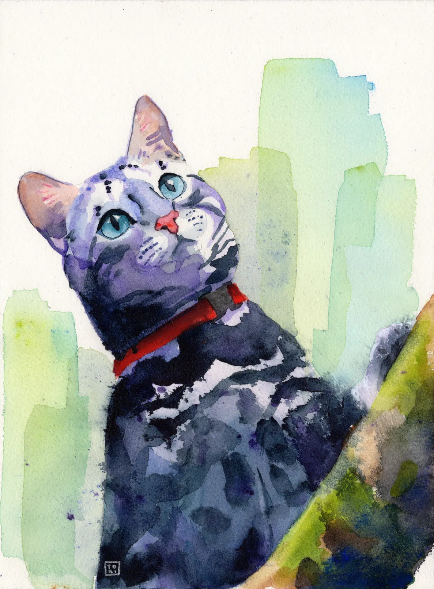 Adventure Cat
