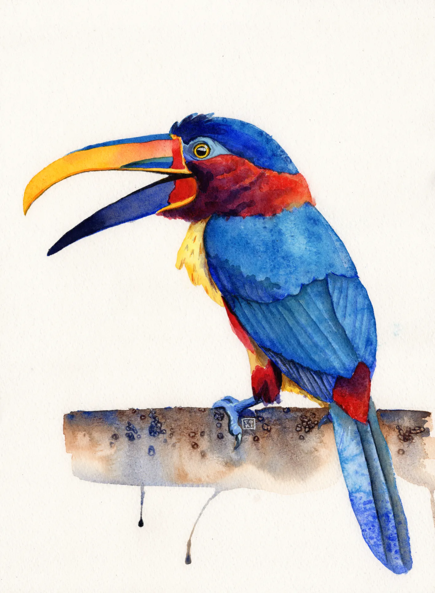 Toucan Do It!