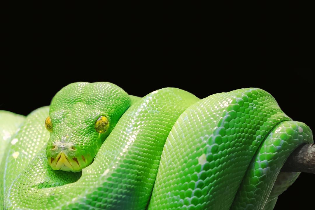 Python In Production python-in-production