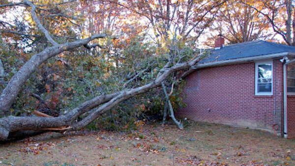 Tree that has fallen over a roof